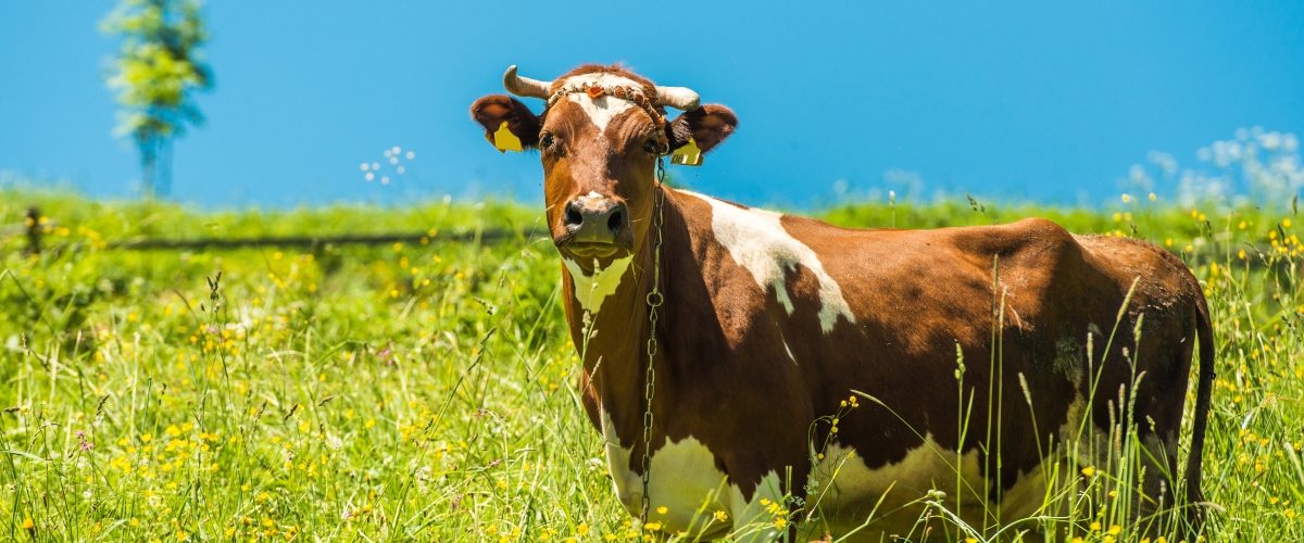 Fiera del Bovino da Latte Cremona 2019