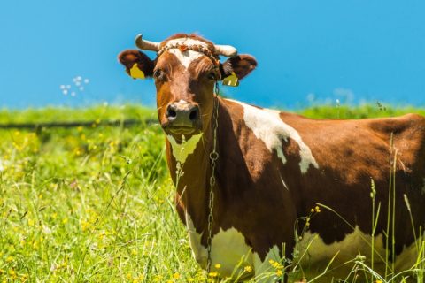 Fiera del Bovino da Latte Cremona 2019